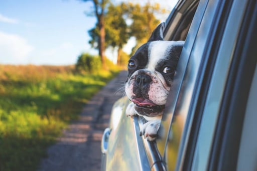 Entering and Exiting China with Pets